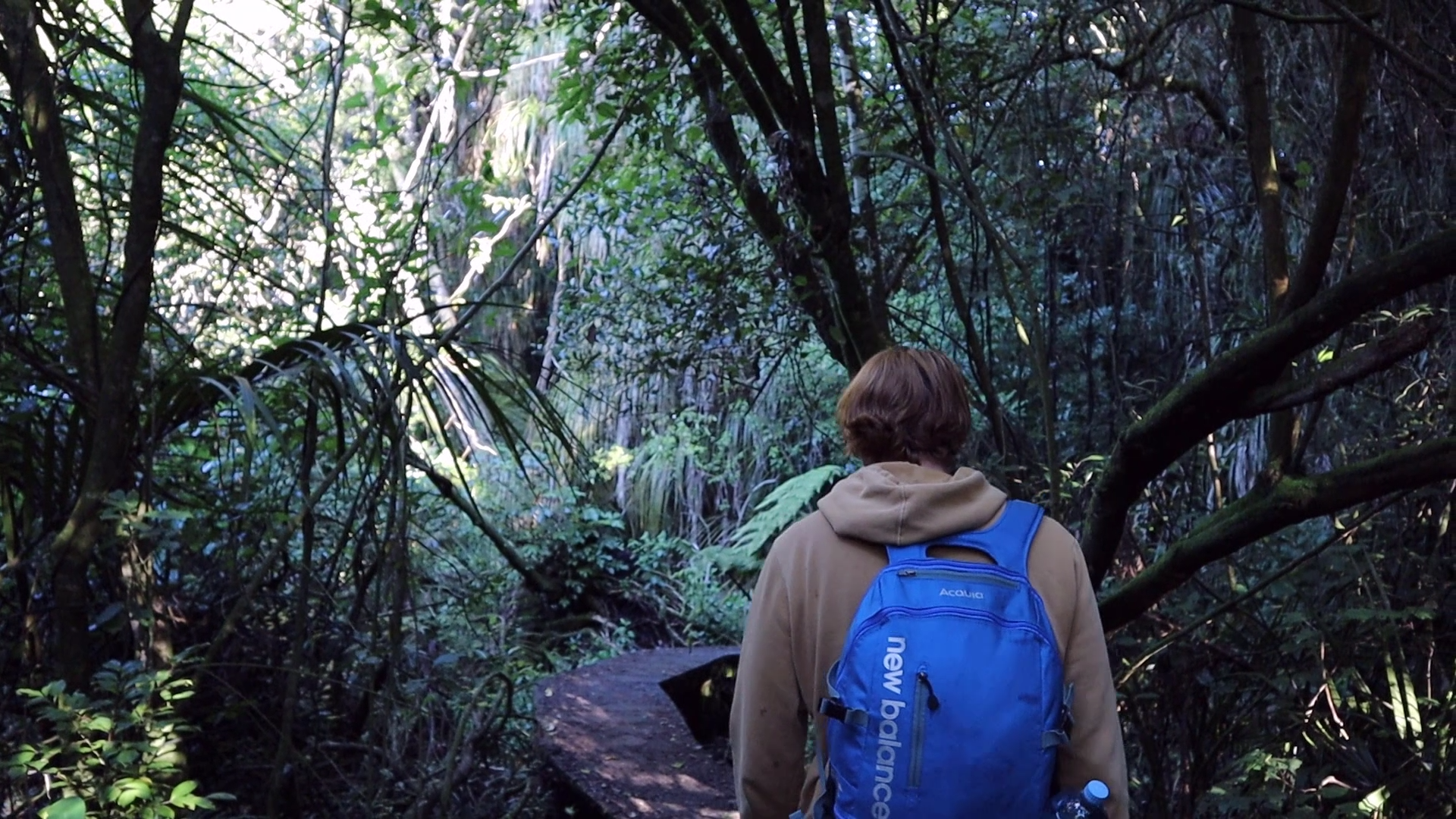 Walking through a trail in New Zealand forest